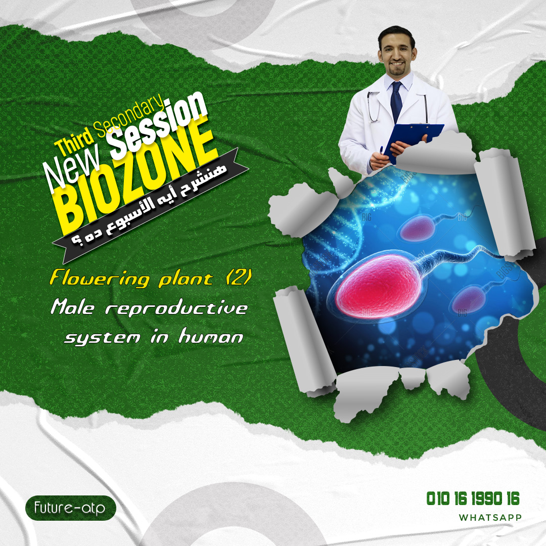 Male Reproductive System - 4